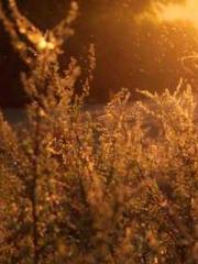 A Second Marriage Mo