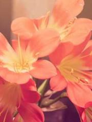 A Second Marriage Mo