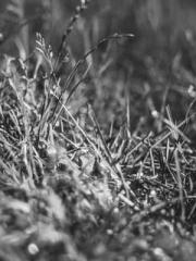 Shen Ning Ran Bao Ji