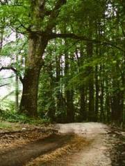 The Undefeated Son-i