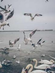 The Apothecaryapos;s