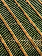 Bones-Eating Marriag