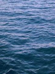 My pets are all amaz